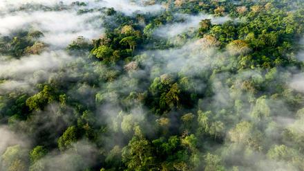 Im Tiefland von Costa Rica in Mittelamerika wachsen artenreiche Regenwälder.