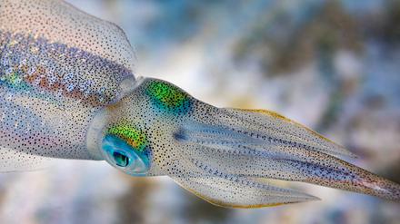 Tintenfische können mit Farbveränderungen Gefühle signalisieren.