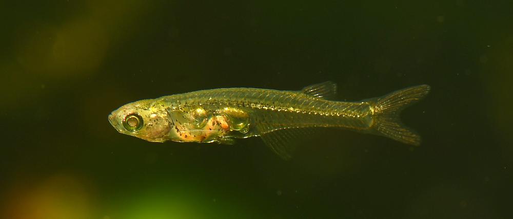 Mit zwölf Millimetern Körperlänge sind die Fische eines der kleinsten Wirbeltiere überhaupt.