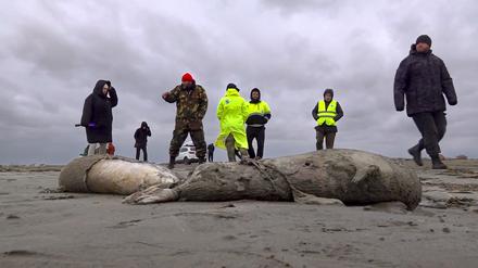  Hunderte tote Robben sind am Kaspischen Meer in der russischen Teilrepublik Dagestan im Nordkaukasus an Land gespült worden.