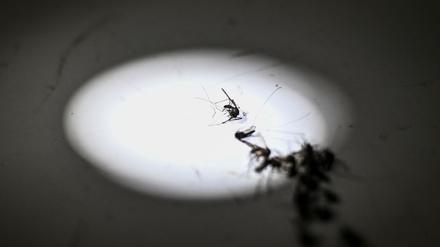 Symbolbild: Malaria-Mücke