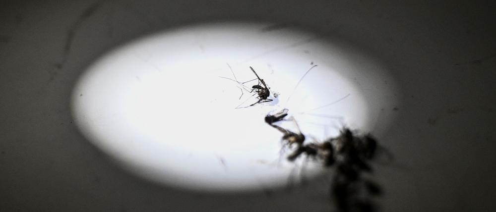 Symbolbild: Malaria-Mücke