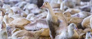 Enten werden bei Hudson Valley Foie Gras in Ferndale, New York, am 3. März 2023 gefüttert.