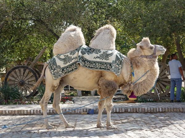 Kamele sind schon lange kein Fortbewegungsmittel, sondern dienen der Belustigung von Touristen: Aufsteigen für 1 Dollar. 