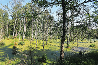 Sumpfgebiete bedeckten einst weite Teile Usedoms, sogar Auerochsen lebten in ihnen. Reste davon liegen heute noch versteckt im Wald.