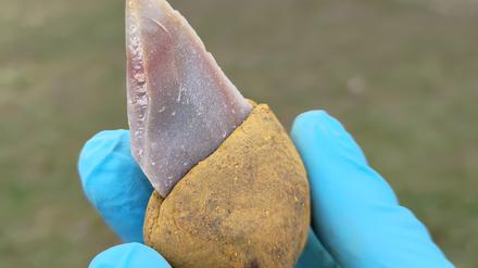 Nachbildung eines Klebers auf Bitumenbasis: Das Steinwerkzeug wurde in einen Griff aus Flüssigbitumen mit 55 Prozent Ockerzusatz geklebt. 