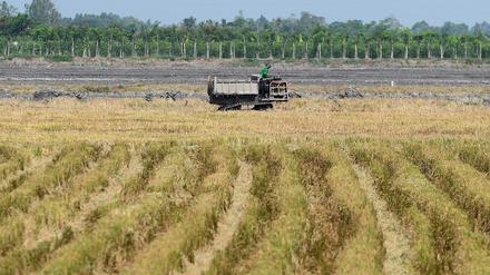 Die fruchtbaren Böden in Flussdeltas wie hier am Mekong in Vietnam liefern ergiebige landwirtschaftliche Erträge.