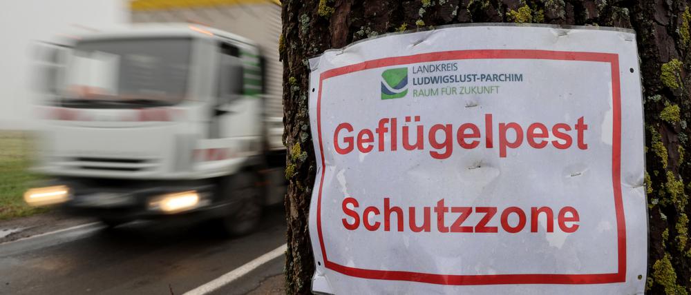 Vogelgrippe-Anstieg: Ist der Festtagsbraten in Gefahr?