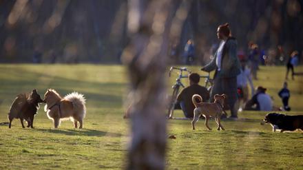 Unangeleinte Hunde in einem Berliner Park.