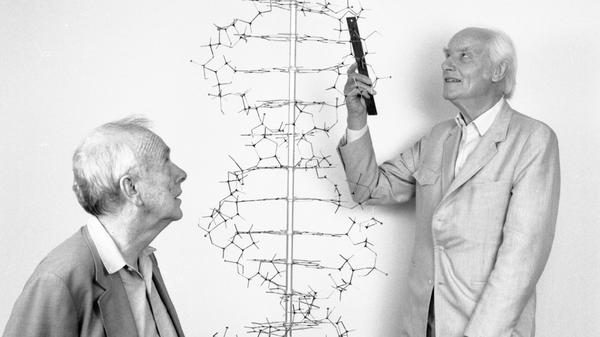Watson und Crick mit einer Nachbildung ihres DNA-Modells.