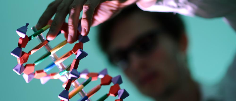 Ein DNA-Modell zeigt die Doppelhelix-Struktur des Erbgutmoleküls.