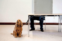 Mit Hund und Kegel zur Abstimmung: Kurz nach dem Sommerurlaub werden die Berliner 2016 wählen, am 18. September.