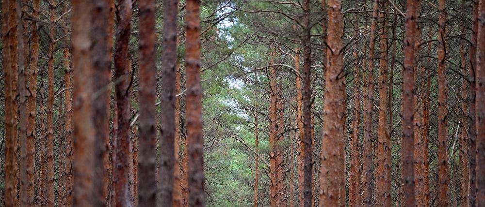 Ein Wald spendet Schatten, Freude – und Baumaterial.