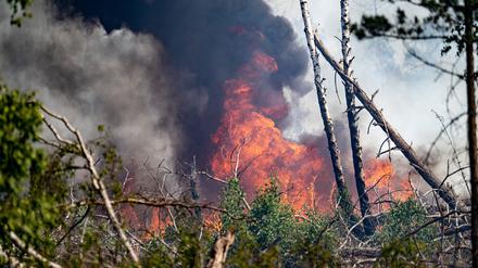 Flammen schlagen in einem Waldstück nahe Jüterbog in die Höhe.