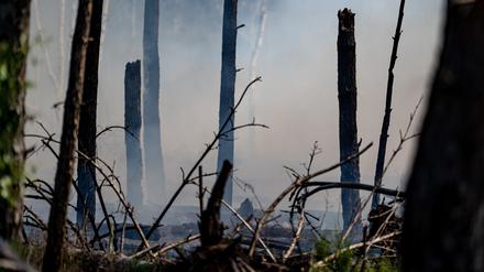 Rauch ist in einem ausgebrannten Waldstück nahe Jüterbog zu sehen. 