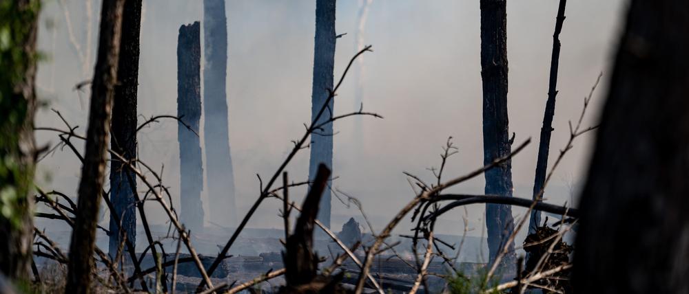 Bei dem verheerenden Feuer im Juni bei Jüterbog hat eine Fläche von 688 Hektar Wald gebrannt. Zum Glück blieb das in diesem Jahr der einzige große Waldbrand. 