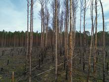 Trockenheit und tückischer Wind: Höchste Waldbrandgefahr in ganz Brandenburg