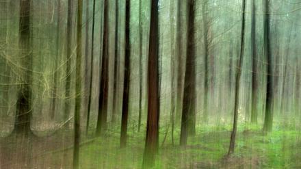 Ein Wald bei Burgdorf in der Region Hannover (Niedersachsen). Die Wälder haben sich in den vergangenen beiden Jahrzehnten in Niedersachsen ausgebreitet. Seit 1979 sind landesweit Waldflächen von insgesamt knapp 61.000 Hektar hinzugekommen. 