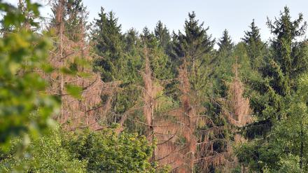 ARCHIV - 27.08.2019, Sachsen, Augustusburg: Abgestorbene Bäume stehen im Forst bei Augustusburg. Seit Oktober 2017 wurden in den sächsischen Wäldern 5,2 Millionen Kubikmeter Schadholz durch Schneebruch, Sturm und Insekten erfasst. Große Probleme bereitet der Borkenkäferbefall. (zu dpa Bericht: Waldschäden haben sich drastisch verschlimmert) Foto: Hendrik Schmidt/zb/dpa +++ dpa-Bildfunk +++