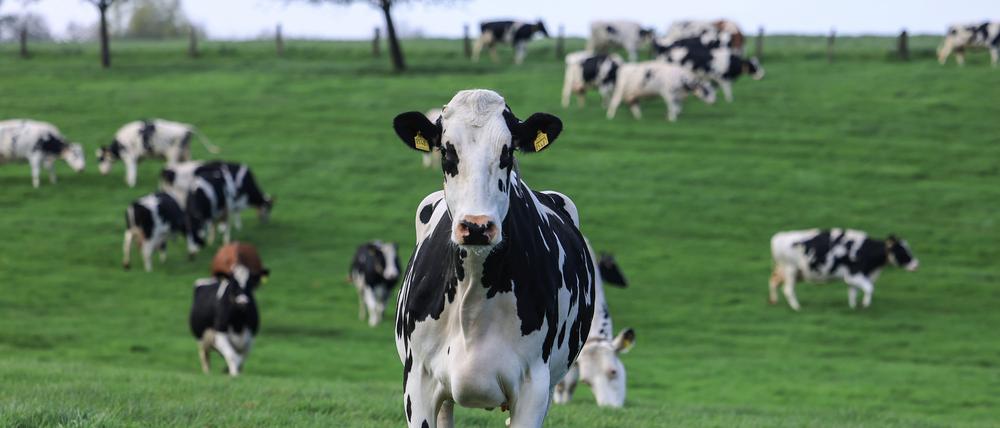 ARCHIV - 18.04.2023, Nordrhein-Westfalen, Leverkusen: Kühe stehen auf der Weide.  (zu dpa: «Infektionsstudie auf Riems: Kühe werden mit Vogelgrippevirus infiziert») Foto: Oliver Berg/dpa +++ dpa-Bildfunk +++