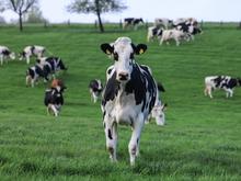 Versuche mit Vogelgrippe an der Ostsee: Kühe werden mit dem Virus infiziert