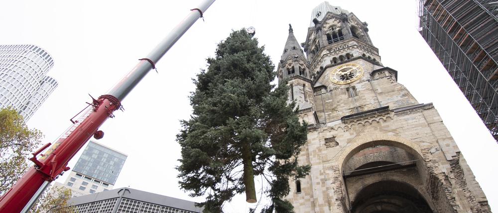 09.11.2022, Berlin: Der Weihnachtsbaum für den Breitscheidplatz wird mit Unterstützung eines Krans zu seinem Platz vor der Gedächtniskirche gehoben und dort dann im Boden verankert. Foto: Paul Zinken/dpa +++ dpa-Bildfunk +++