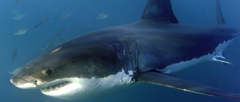 Die meisten der weltweit zehn Todesfälle durch Haiangriffe im Jahr 2023 wurden von Weißen Haien verursacht.