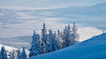 Verschneite Fichten am Gipfelhang des Hinteren Hörnle (1548 Meter) in den Ammergauer Alpen Anfang Dezember.
