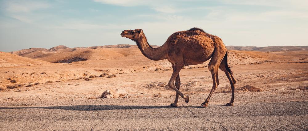 Öffentliche Meinung, wohin? Ein Dromedar in der Wüste.