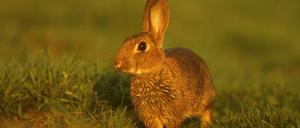 GBR, 2000: Wildkaninchen (Oryctolagus cuniculus), wachsam. [en] Rabbit (Oryctolagus cuniculus), alert. | GBR, 2000: Rabbit (Oryctolagus cuniculus), alert.