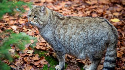 Eine Europäische Wildkatze, hier aufgenommen im Nationalpark Bayerischer Wald.