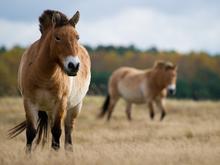 Vom Tierpark in die Steppe: Berliner Przewalski-Pferde vor der Auswilderung
