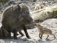 Mit den Peilsendern können die Routen der Wildschweine verfolgt werden.