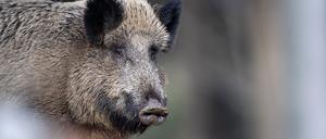 Kleinmachnow ist weiterhin auf der Suche nach der perfekten Lösung, wie es mit seinen Wildschweinen umgehen soll. 