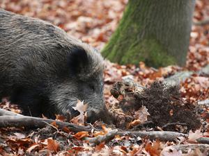 Ein Wildschwein wühlt im Gut Leidenhausen das Erdreich auf. 