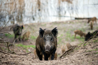 Süß: Wildschweine fühlen sich in Berlins Forsten pudelwohl.
