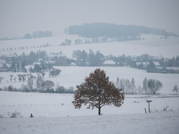 Auch in Sachsen ist es kalt und verschneit. Zwischen schneebedeckten Feldern steht ein Laubbaum in der Lausitz. 