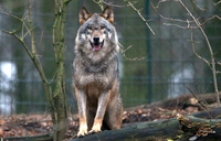 Ein Wolf, aufgenommen am 16.01.2012 im Zoo von Schwerin (Mecklenburg-Vorpommern).