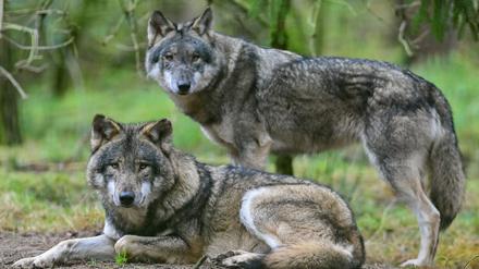 Zwei Wölfe im Gehege des Wildparks Schorfheide in Brandenburg