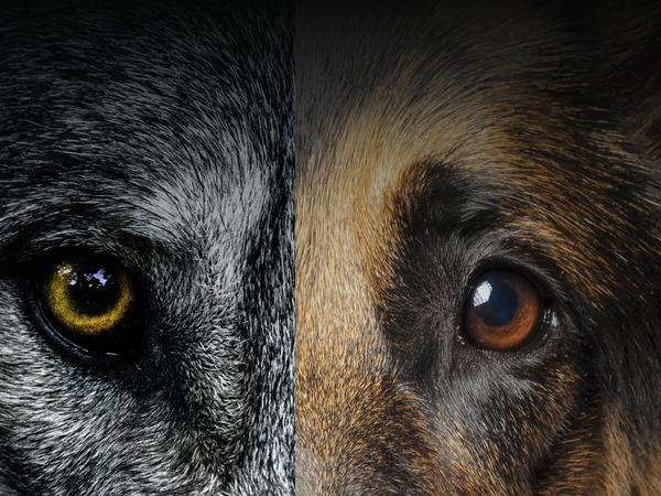 Wolf oder Hund? Eine Laboranalyse brachte Gewissheit.