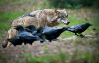 Ein Wolf beobachtet Kolkraben in einem Gehege im Wildpark Schorfheide.