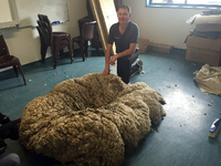 Der Australier Ian Elkins hat das Merion-Schaf "Chris" geschoren.