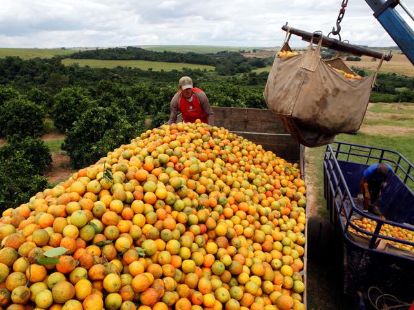 Orangen sind eines der wichtigsten Exportprodukte der brasilianischen Landwirte.