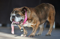 Der hässlichste Hund der Welt 2018 ist die Englische Bulldogge Zsa Zsa. Sie belegte den ersten Platz beim Wettbewerb "World's Ugliest Dog" und bescherte seinem Herrchen damit 1500 Dollar und eine Trophäe. Außerdem wird Zsa Zsa für Medienauftritte nach New York geflogen.