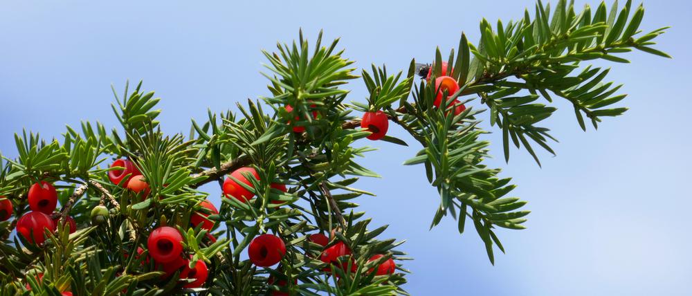 Am Eibenbaum sind nur die roten Samenhüllen ungiftig – sie werden von Vögeln im Ganzen verschluckt, der giftige Same wird nicht verdaut. 