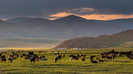 Ziegenherden und Jurten in der Provinz Gobi-Altai in der Mongolei.