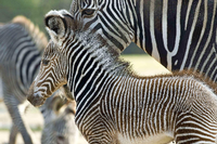 Einen Neuzugang hat der Berliner Zoo: Zebra Heinrich wurde Anfang November dort geboren. Ansonsten sollen aber immer mehr Tiere von dort auf mysteriöse Art verschwinden.
