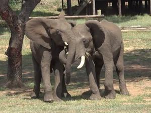 Die Elefanten-Männchen Doma (r.) und Mainos begrüßen sich. Doma spreizt seine Ohren und streckt seinen Rüssel aus, um Mainos Mund zu berühren. Mainos hält seine Ohren offen und aufgestellt. Die Begrüßung Afrikanischer Elefanten richtet sich danach, ob der andere den Ankommenden sieht oder nicht. Zu diesem Ergebnis kam eine Studie, die neun halbwilde afrikanische Savannenelefanten aus einem Reservat in Simbabwe untersuchte. 