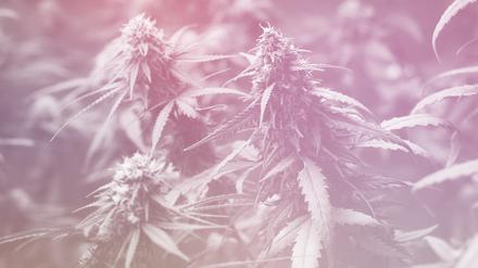 Der Eigenanbau von Cannabis soll in Deutschland künftig legal sein.