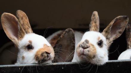 Unwürdige Massenhaltung. Zwei Kaninchenbabys in einem Stall in Niedersachsen.